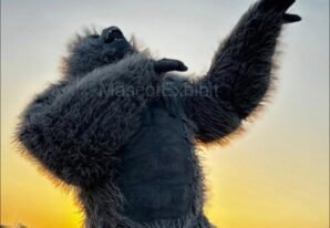 Best Gorilla Booking for Wedding